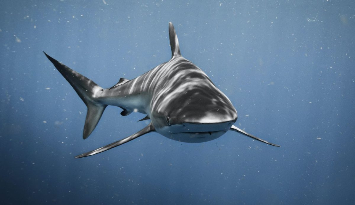 Акулы в Таиланде Акулы в Таиланде