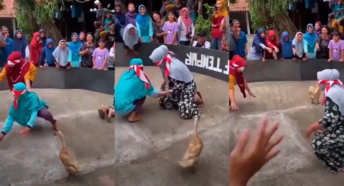 Найди утку Найди утку